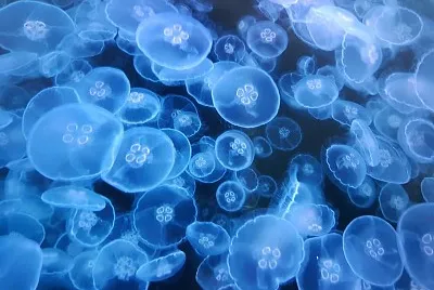 Jellyfish