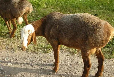 Turki