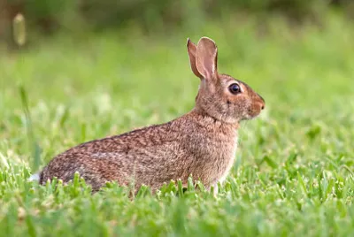 Sylvilagus floridanus jigsaw puzzle