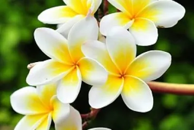 Flores