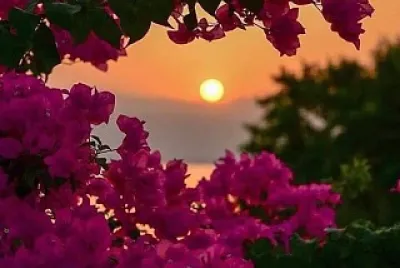 flores