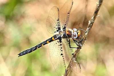 Helocordulia selysii