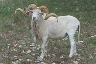 Texas dall