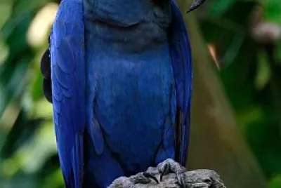 Arara Azul