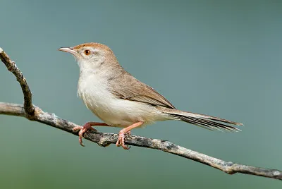 Prinia buchanani