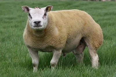 Beltex