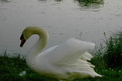 zwaan