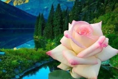 solitary rose jigsaw puzzle