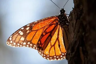 monarch jigsaw puzzle