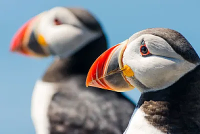 puffin jigsaw puzzle