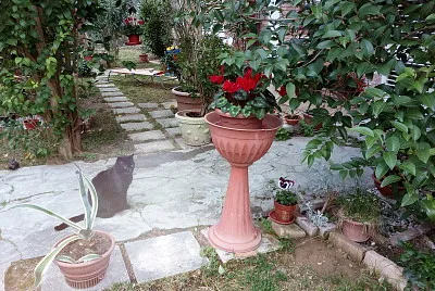 giardino