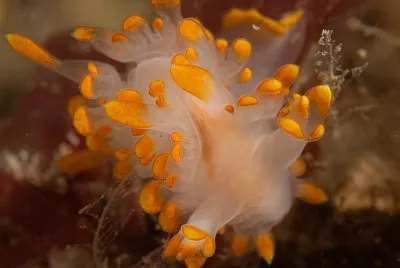Lomanotus genei