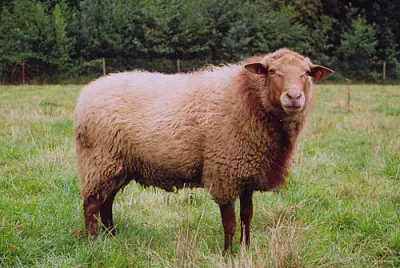 Voskop