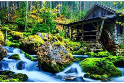 BOSQUES