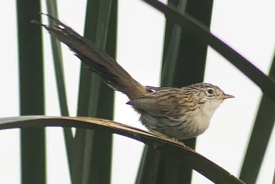 Prinia burnesii