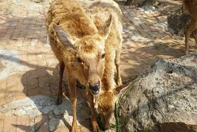 Porcellana