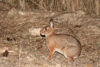 Sylvilagus graysoni