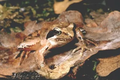 Latastei