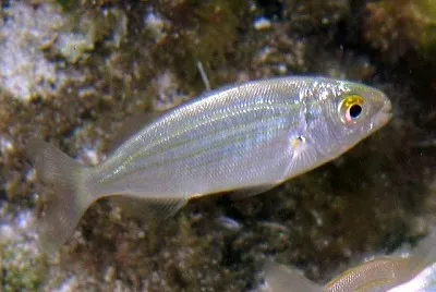 Salpa