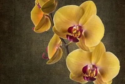 Orquidea - Amarela