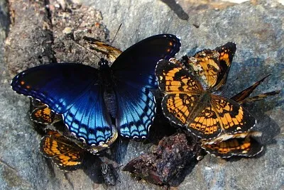 Perla mezzaluna