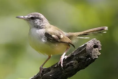 Prinia familiaris jigsaw puzzle