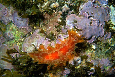 Marionia blainvillea