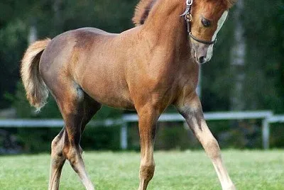 colt