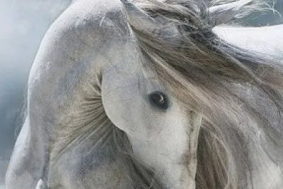 פאזל של arabian