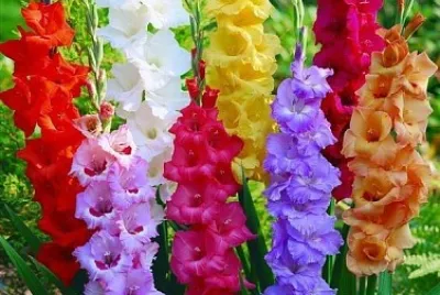 So Beautiful jigsaw puzzle