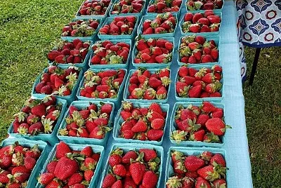 Strawberries jigsaw puzzle
