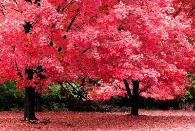 NATURALEZA jigsaw puzzle