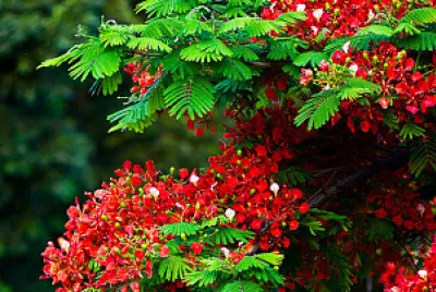 NATURALEZA