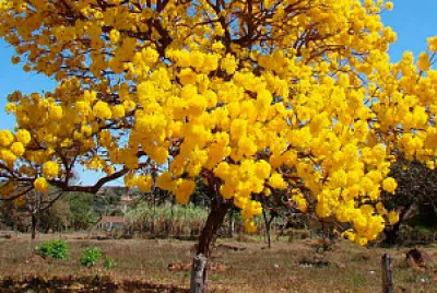 NATURALEZA jigsaw puzzle