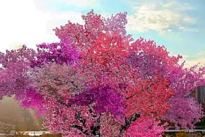 NATURALEZA jigsaw puzzle