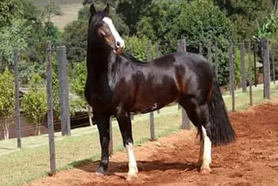 chulada