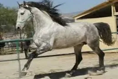 salpicado