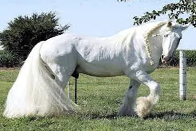 פאזל של percheron albino