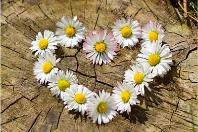 CorazÃ³n de margaritas
