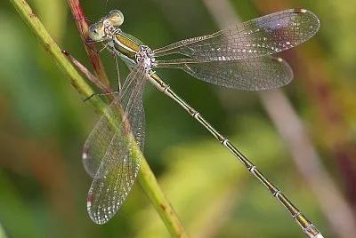 Lestes sbarbarus