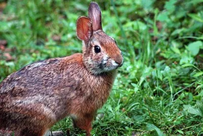 Sylvilagus nuttalii jigsaw puzzle