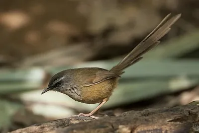 Prinia hill jigsaw puzzle