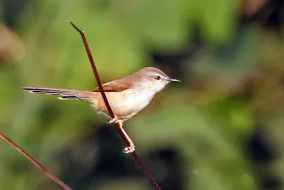Prinia inornata jigsaw puzzle