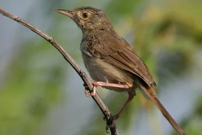 Prinia sylvatica