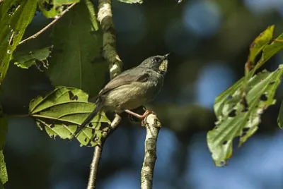 Prinia white chinned
