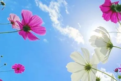 פאזל של flower