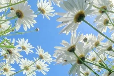 פאזל של flower