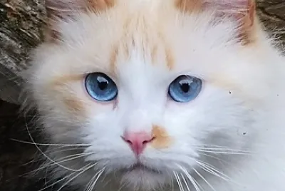 lila