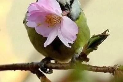 flores