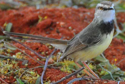 Prinia pettonero